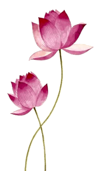 Decorative Lotus Flowers