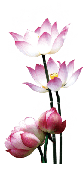 Four Lotus Flowers