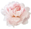 pink-rose-small